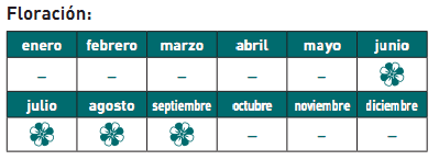floración euphorbia